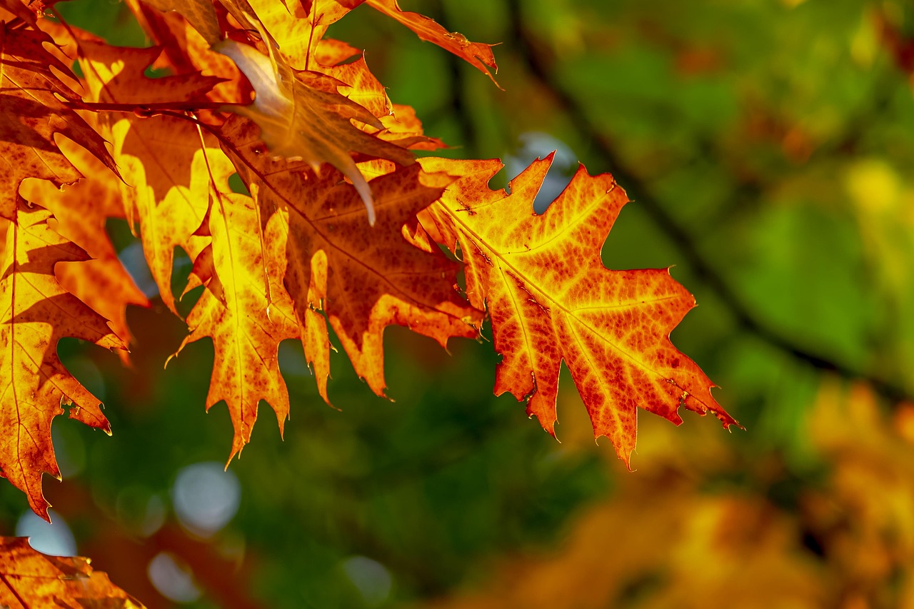 couleur autumn 3736055 1280