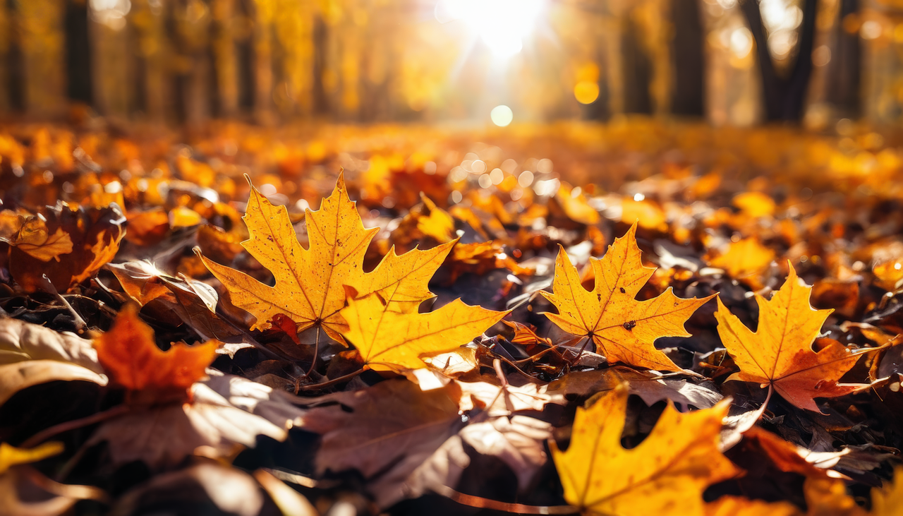 naturezarelaxante fall 8811569 1280